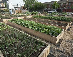 Sharing the Love With Community Gardening Image